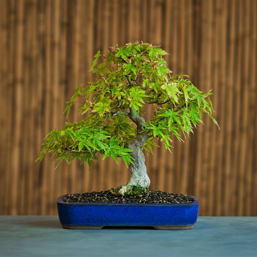 fotografia de producto bonsai